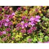Materina dúška hlavatá 'Doone Valley' - Thymus comusus 'Doone Valley'