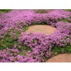 Materina dúška včasná 'Pink Chintz' - Thymus praecox 'Pink Chintz'