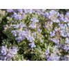 Materina dúška úzkolistá 'Highland Cream' - Thymus serpyllum 'Highland Cream'