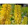 Fakľovka 'Lemon Popsicle' - Kniphofia 'Lemon Popsicle'