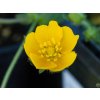 Nátržník Crantzov 'Goldrausch' - Potentilla crantzii 'Goldrausch'