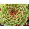 Skalnica vápnomilná 'Bicolor' - Sempervivum calcareum 'Bicolor'