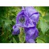 Prilbica 'Arendsii' - Aconitum x arendsii