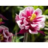 Orlíček obyčajný 'Winky Red and White Double' - Aquilegia vulgaris 'Winky Red and White Double'