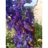 Stračonôžka 'Pacific-Serie Black Knight' - Delphinium 'Pacific-Serie Black Knight'