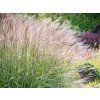miscanthus sinensis adagio 4
