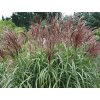 Ozdobnica čínska 'Malepartus' - Miscanthus sinensis 'Malepartus'