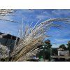 Miscanthus sinensis 'Purpurascens' (2)