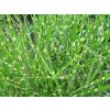 Ozdobnica čínska 'Strictus Dwarf'- Miscanthus sinensis 'Strictus Dwarf'