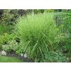 Ozdobnica čínska 'Strictus Dwarf'- Miscanthus sinensis 'Strictus Dwarf'