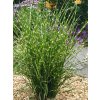 Ozdobnica čínská 'Strictus' - Miscanthus sinensis 'Strictus'