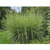 Ozdobnica čínská 'Strictus' - Miscanthus sinensis 'Strictus'