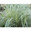 Ozdobnica čínska 'Variegatus' -  Miscanthus sinensis 'Variegatus'