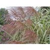 Ozdobnica čínska 'Variegatus' -  Miscanthus sinensis 'Variegatus'