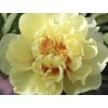Pivonka itoh 'Bartzella' - Paeonia itoh 'Bartzella'