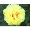Pivonka itoh 'Bartzella' - Paeonia itoh 'Bartzella'