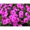 Flox douglasii 'Crackerjack' - Phlox douglasii 'Crackerjack'