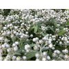 Plesňulka trojžilná 'Sommerschnee' - Anaphalis triplinervis 'Sommerschnee'