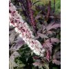 Samorastlík hroznovitý 'Atropurpurea' - Cimicifuga racemosa 'Atropurpurea'