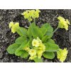 Prvosienka vyššia - Primula elatior  Primula elatior
