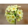 Prvosienka vyššia - Primula elatior  Primula elatior