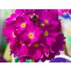 Prvosienka zubkatá 'Rubin' - Primula denticulata 'Rubin'