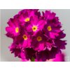 Prvosienka zubkatá 'Rubin' - Primula denticulata 'Rubin'