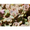 Rozchodník cauticola 'Lidakense' - Sedum cauticola 'Lidakense'