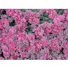 Rozchodník cauticola 'Lidakense' - Sedum cauticola 'Lidakense'
