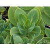 Sedum Brillant (2)