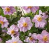 Sasanka japonská 'Königin Charlotte' - Anemone japonica 'Königin Charlotte'