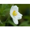 Sasanka lesná - Anemone sylvestris