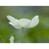 Sasanka lesná - Anemone sylvestris
