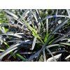Ophiopogon Niger (2)