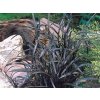 Bradník plochostvolý ´Niger´ - Ophiopogon planiscapus ´Niger´