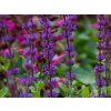 Salvia Caradonna (2)
