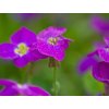 Tarička gracilis 'Kitte® Blue' - Aubrieta gracilis 'Kitte® Blue'