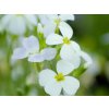 Tarička gracilis 'Kitte® White' - Aubrieta gracilis 'Kitte® White'