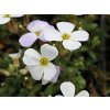 Tarička gracilis 'Kitte® White' - Aubrieta gracilis 'Kitte® White'