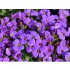Tarička  x cultorum 'Hamburger Stadtpark' - Aubrieta x cultorum 'Hamburger Stadtpark'