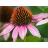 Echinacea 'Amazing Dream' - Echinacea 'Amazing Dream'