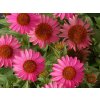 Echinacea 'Amazing Dream' - Echinacea 'Amazing Dream'