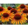 Echinacea 'Flame Thrower' - Echinacea 'Flame Thrower'