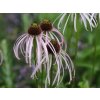 Echinacea bledá 'Hula Dancer' - Echinacea pallida 'Hula Dancer'