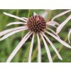 Echinacea bledá 'Hula Dancer' - Echinacea pallida 'Hula Dancer'