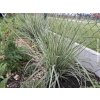 Smlz ostrokvetý  'Overdam' - Calamagrostis acutiflora 'Overdam'