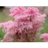Túžobník červený 'Venusta' - Filipendula rubra 'Venusta'