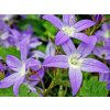 Zvonček Poscharskov 'Werner Arends' - Campanula poscharskyana 'Werner Arends'