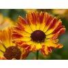 Helénium x hybridum 'Fuego' - Helenium x hybridum 'Fuego'