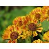 Helénium x hybridum 'Fuego' - Helenium x hybridum 'Fuego'